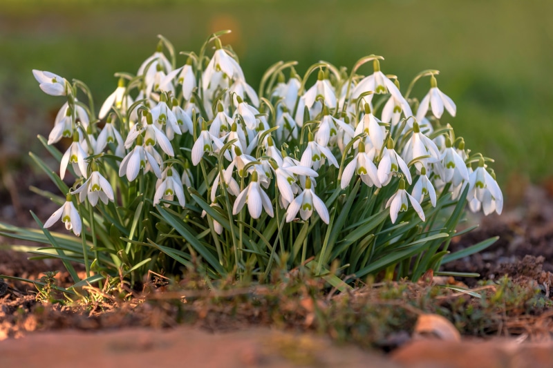4K Snowdrops in a Garden