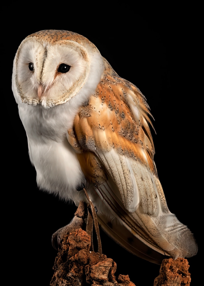 Barn Owl perched on a branch