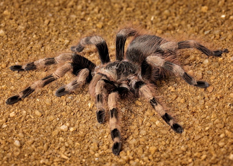 4K Brazilian Whiteknee Tarantula Closeup