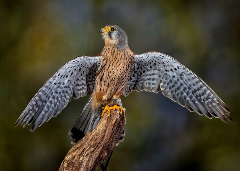 European Kestrel Falcon Bird Wings