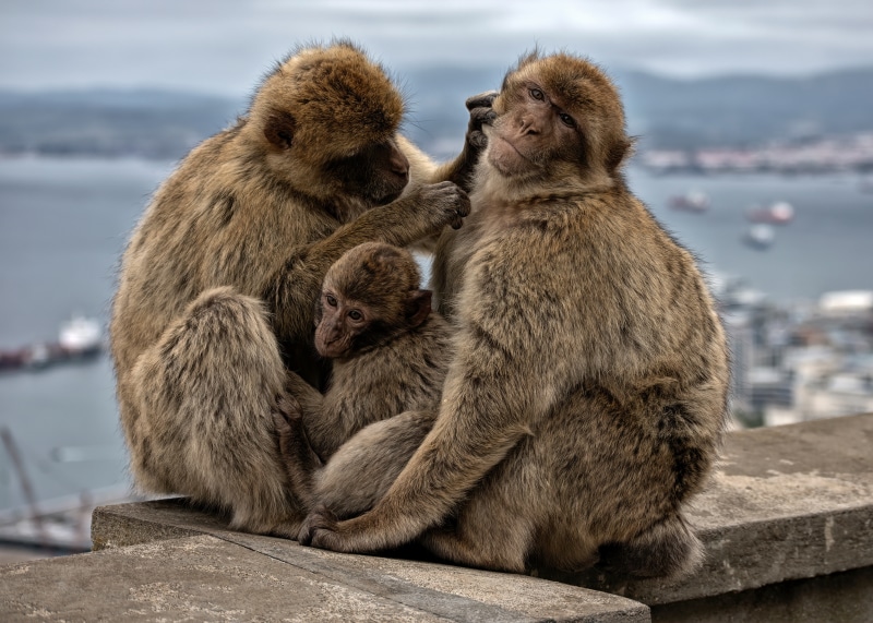 Barbary apes family grooming on a wall