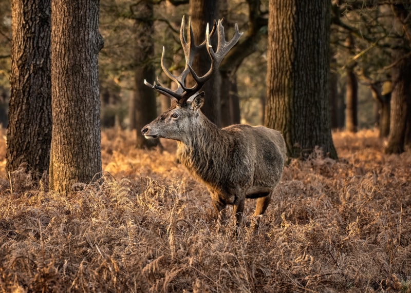Deer with large antlers in a forest