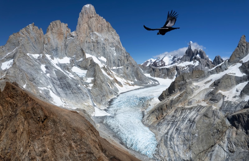 Condor flying over mountains and glacier in Patagonia, Argentina