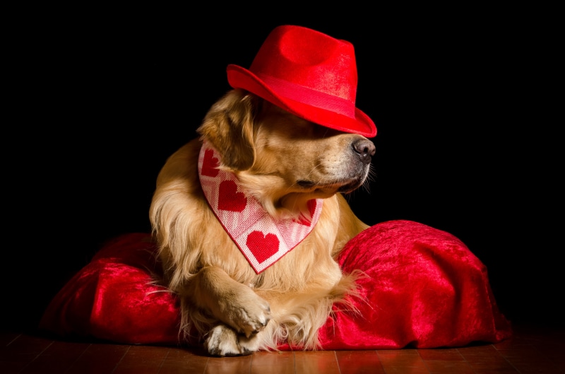 Golden Retriever Dog Wearing a Red Hat and Heart Bandana