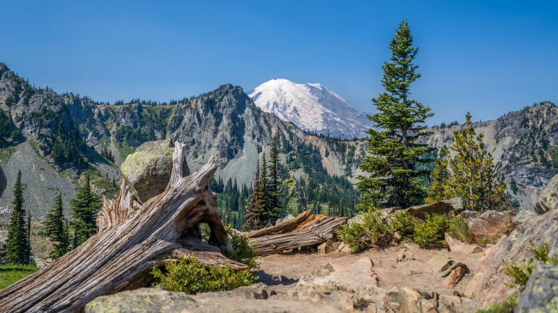 Mount Rainier National Park USA Mountains Scenery Trees