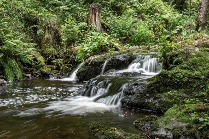 Forest stream with mossy rocks in Germany