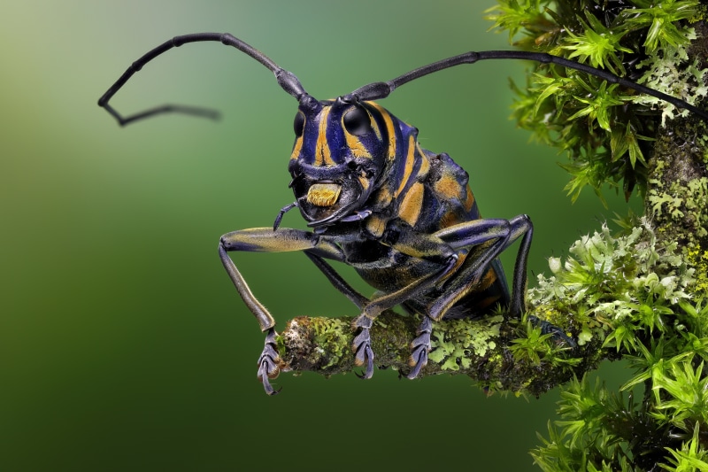 Sternotomis bohemani beetle on mossy branch