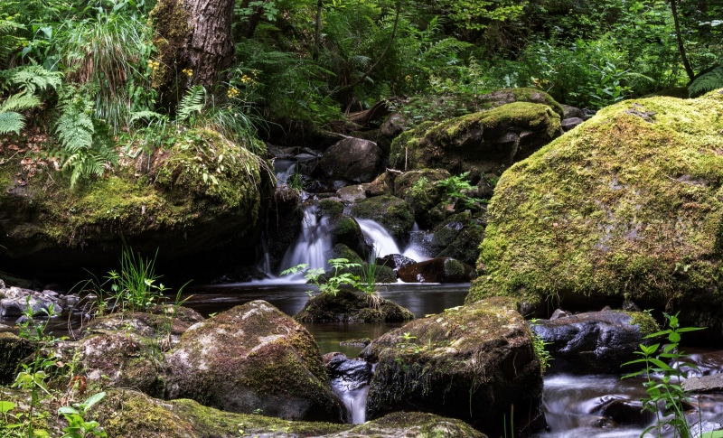 Mossy Stones and Stream in Schwarzwald Forest, Germany