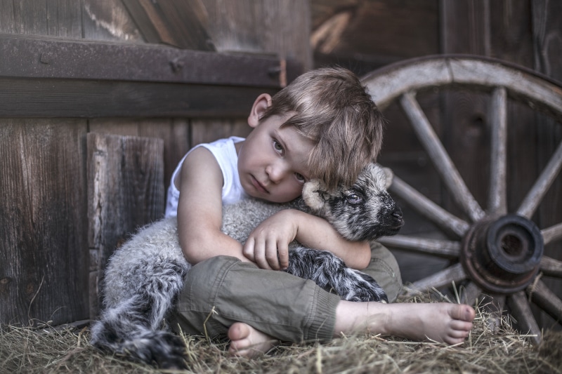 Boy hugging a lamb in hay