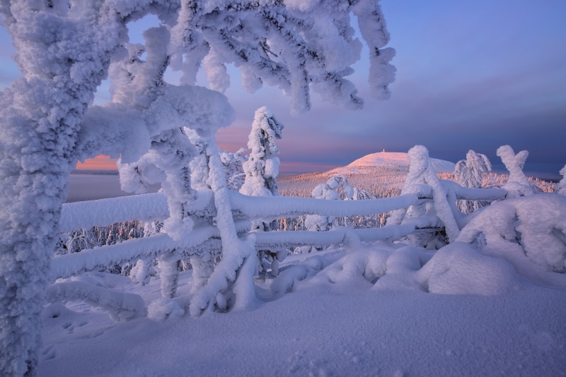 Snow-covered fence and trees in Lapland, Finland