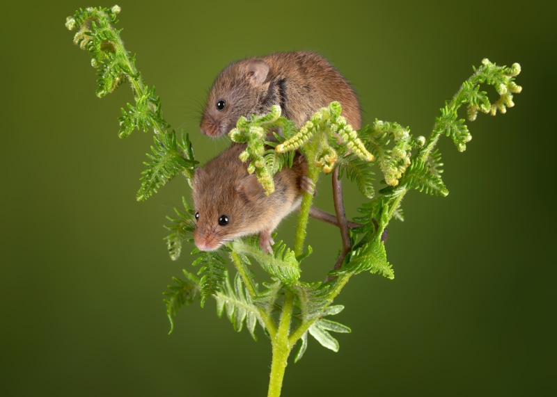 4K, harvest mouse, Mice, Closeup, Two, HD Wallpaper | Rare Gallery