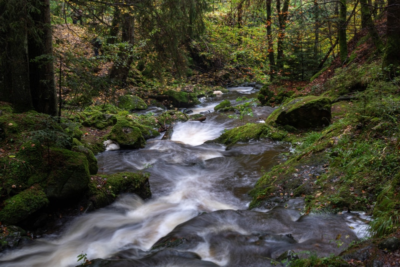 Stream flowing through a mossy forest in Germany
