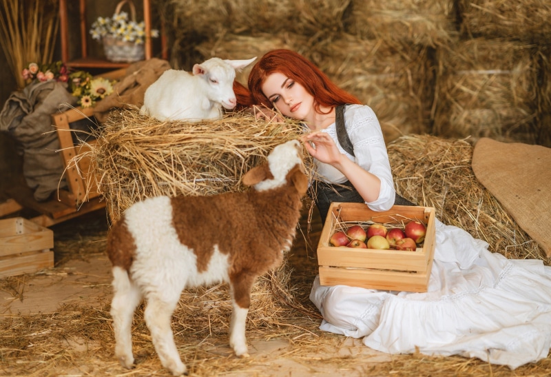 Redhead girl with sheep and apples in hay