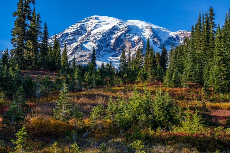 Mount Rainier National Park Scenery with Trees