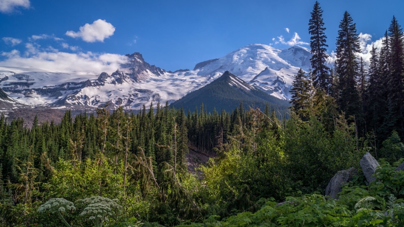 Mount Rainier National Park USA Mountains Scenery Trees