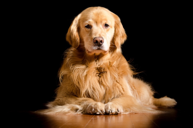 Golden Retriever dog lying down