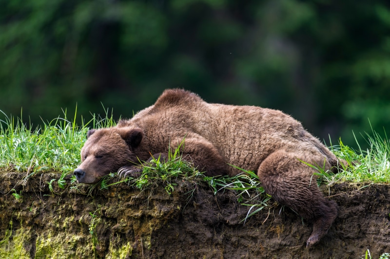 Brown Bear Sleeping on a Grassy Cliff Edge