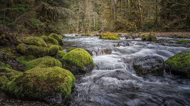 4K Lewis River USA Forests Stones Moss