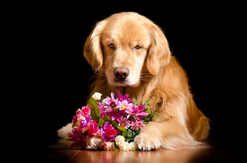 Golden Retriever with Bouquet