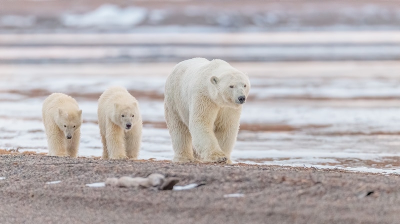 Three polar bears walking on a rocky shore