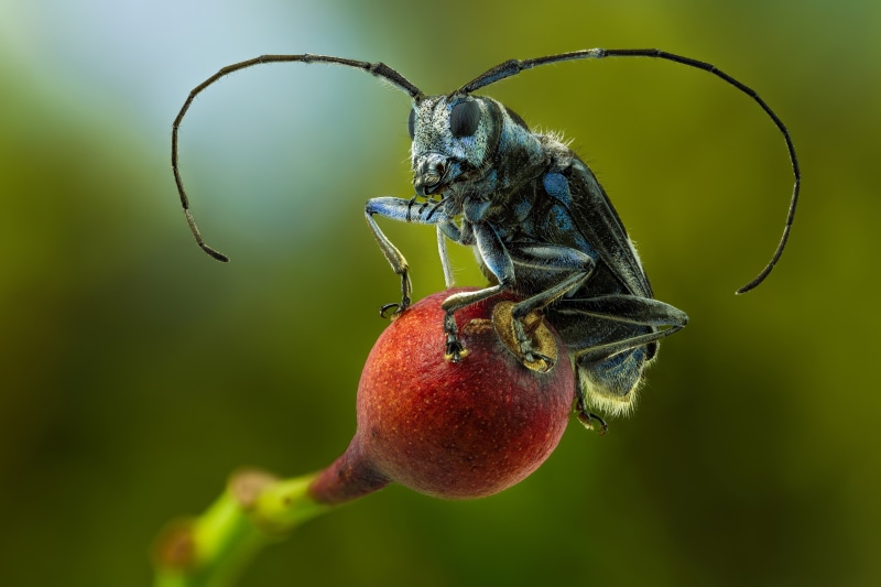 4K Paraglenea transversefasciata Beetle on Red Berry