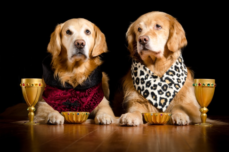 Two Golden Retrievers with Goblets