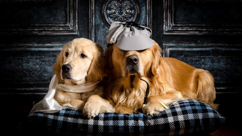 Two Golden Retrievers dressed as detectives