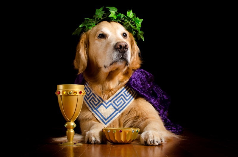 Golden Retriever with Laurel Wreath and Goblets