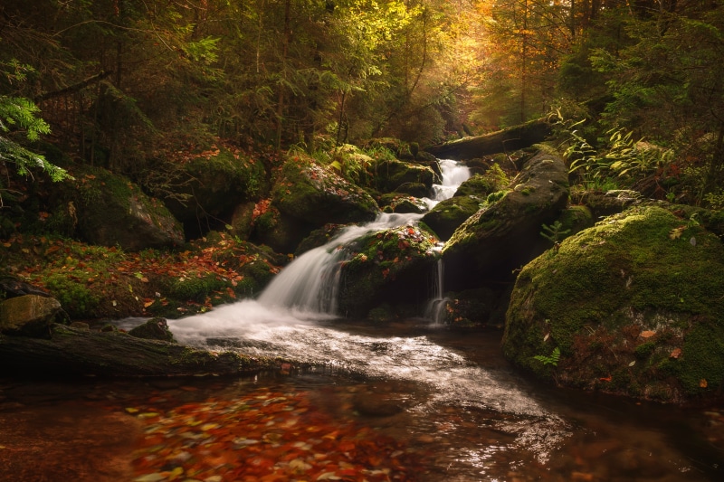 Autumn stream flowing over mossy stones in a forest