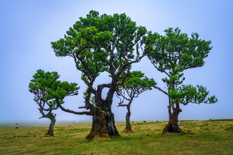 4K Madeira Portugal Trees in Fog