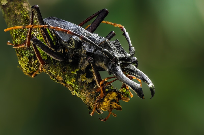 Prionacalus cacicus beetle on a mossy branch