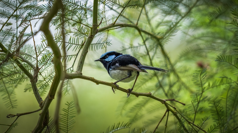 Blue Fairy Wren on a Branch