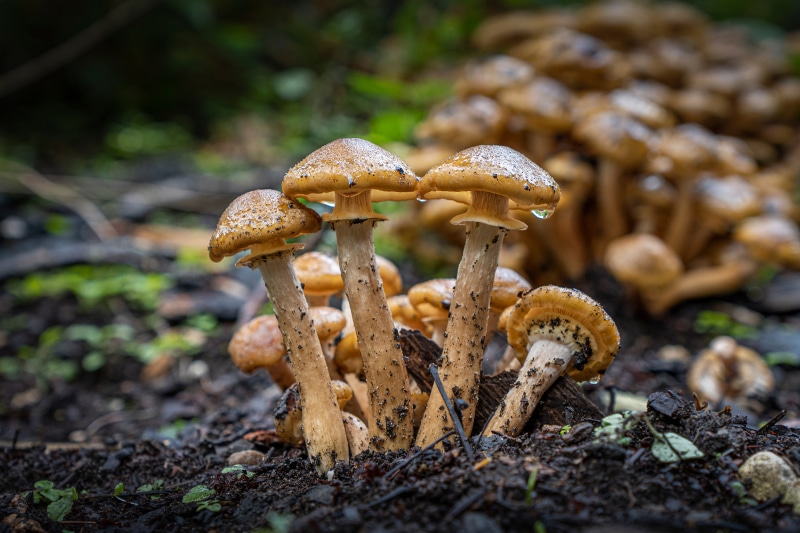 4K Close-up of Honey Mushrooms in Nature