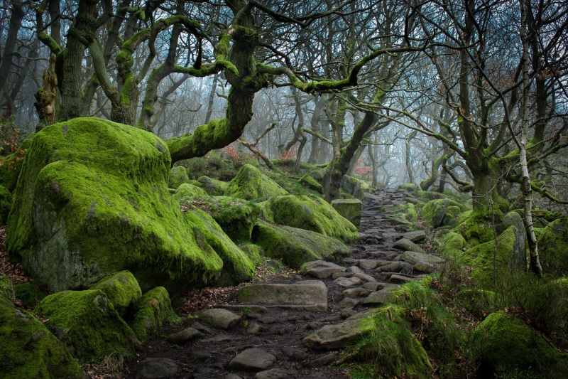 Moss-covered rocks and trees on a foggy trail in Dartmoor National Park