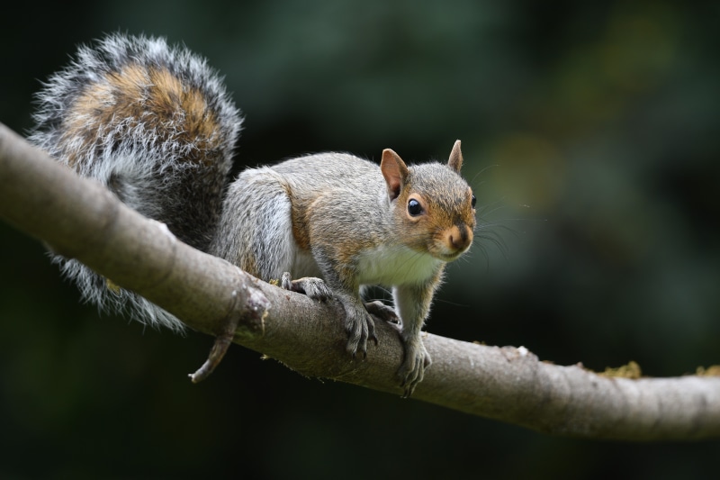 Squirrel on a Branch