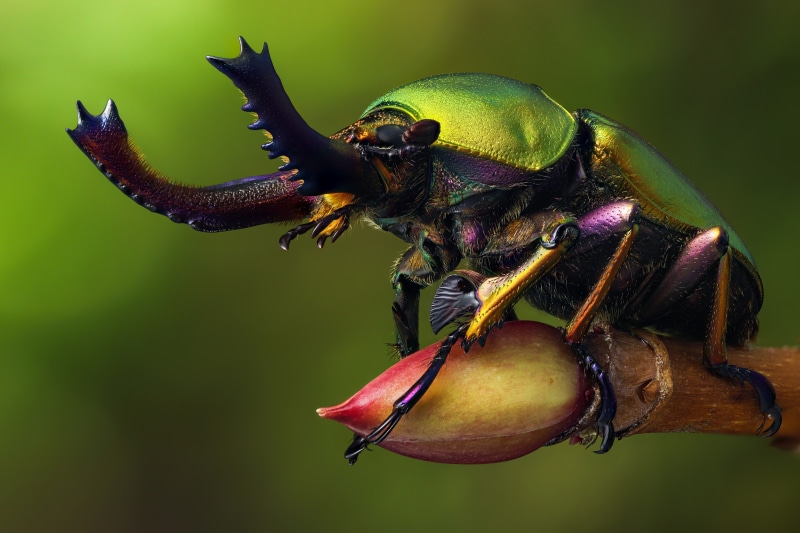 Lamprima adolphinae beetle on a branch