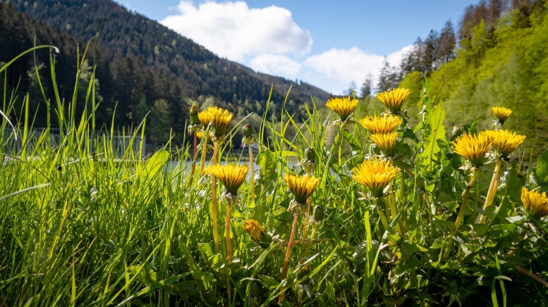 4K Dandelions and Mountains