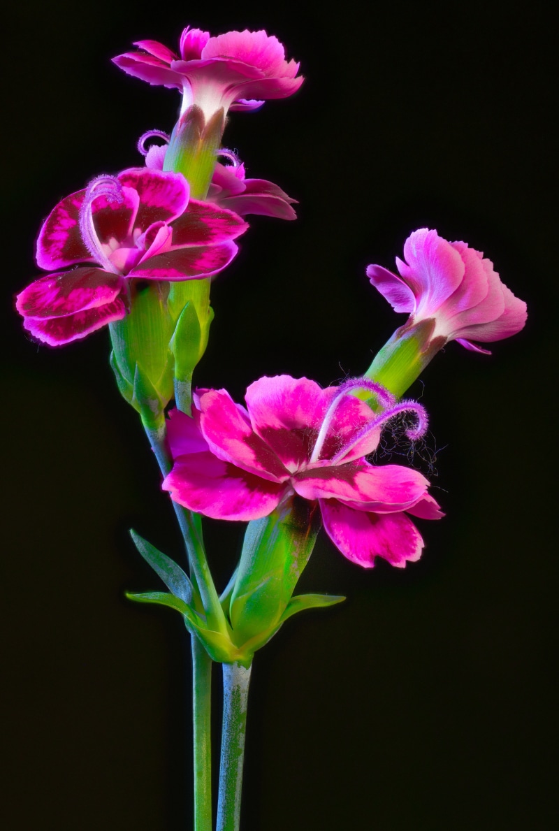 Pink Carnations with Curly Stamens on Black Background
