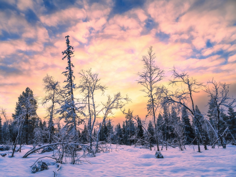 Winter forest at sunset in Raattama, Finland