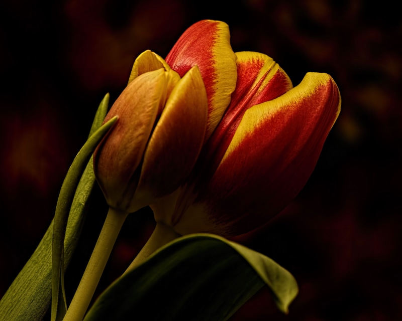 Two red and yellow tulips with green leaves