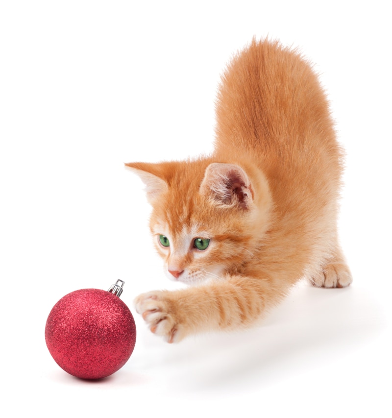 Ginger kitten playing with a red Christmas ornament