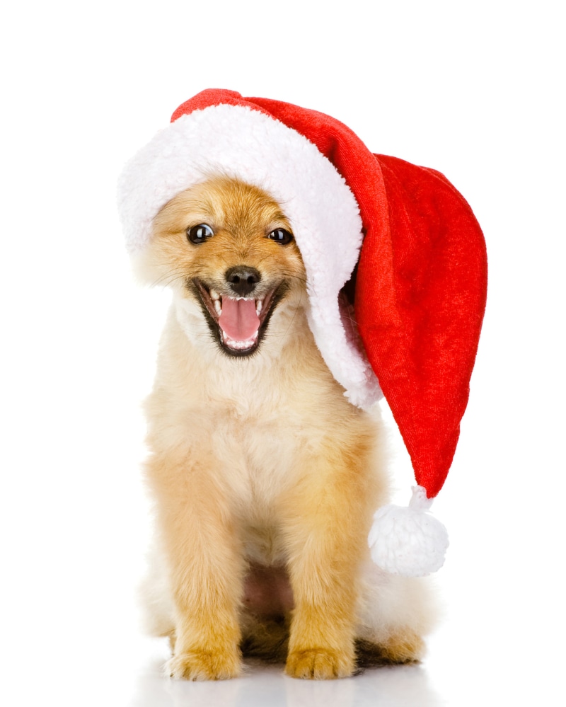 Happy Pomeranian puppy wearing a Santa hat