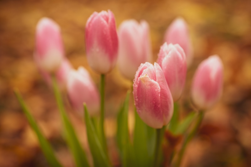 Pink Tulips with Water Droplets and Bokeh