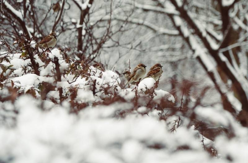 Sparrows on Snowy Branches in Winter