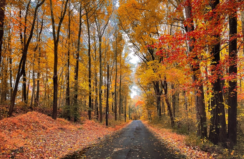 Autumn forest road with colorful foliage