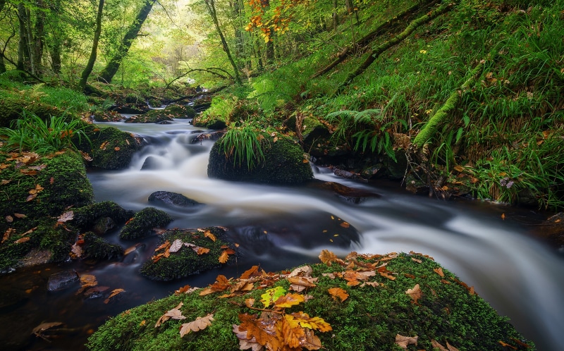 Stream flowing through a mossy forest in Bretagne, France