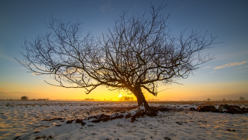 Bare Tree in Snowy Field at Sunrise