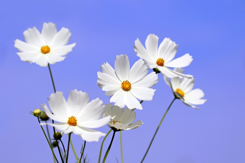 White Cosmos Flowers Against Blue Sky