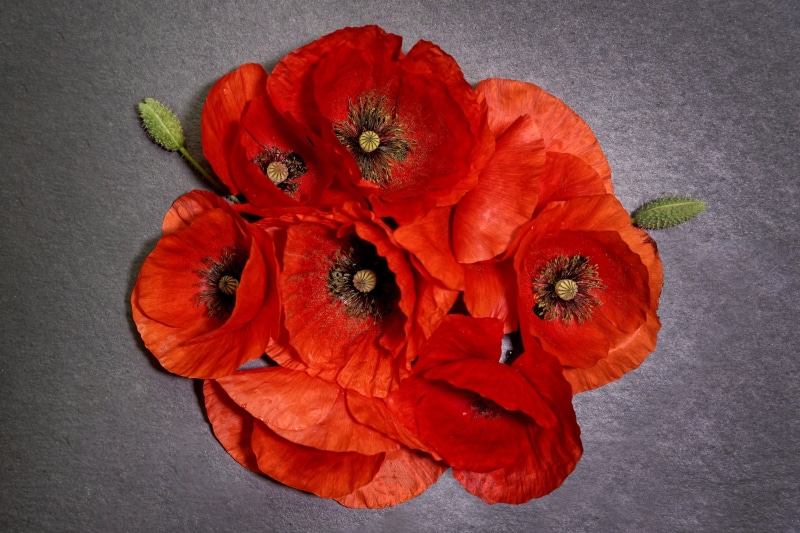 Red Poppies on Gray Background