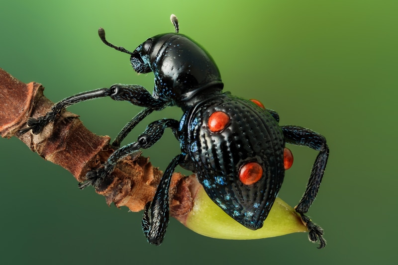 Red-spotted Lily Weevil on Branch